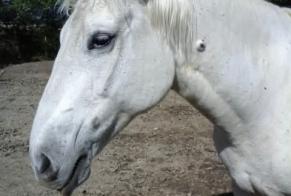 Alerta desaparecimento Cavalo Fêmea , 2025 anos Sainte-Jalle France
